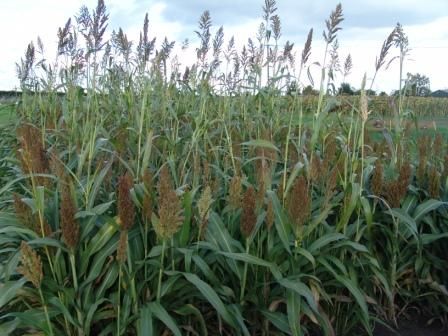 Over 'n Under Sorghum Mix