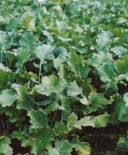 Emerald Forage Rape
